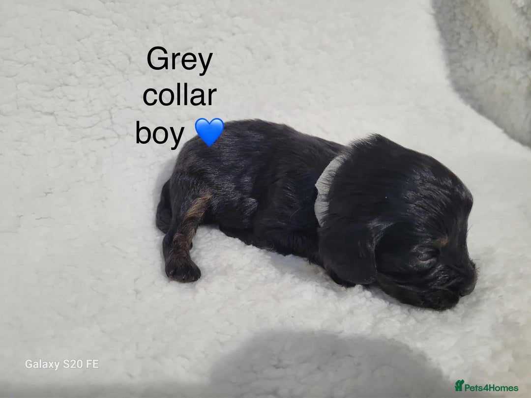 Cavapoo dogs for sale: Stunning litter of cavapoos - Image 4