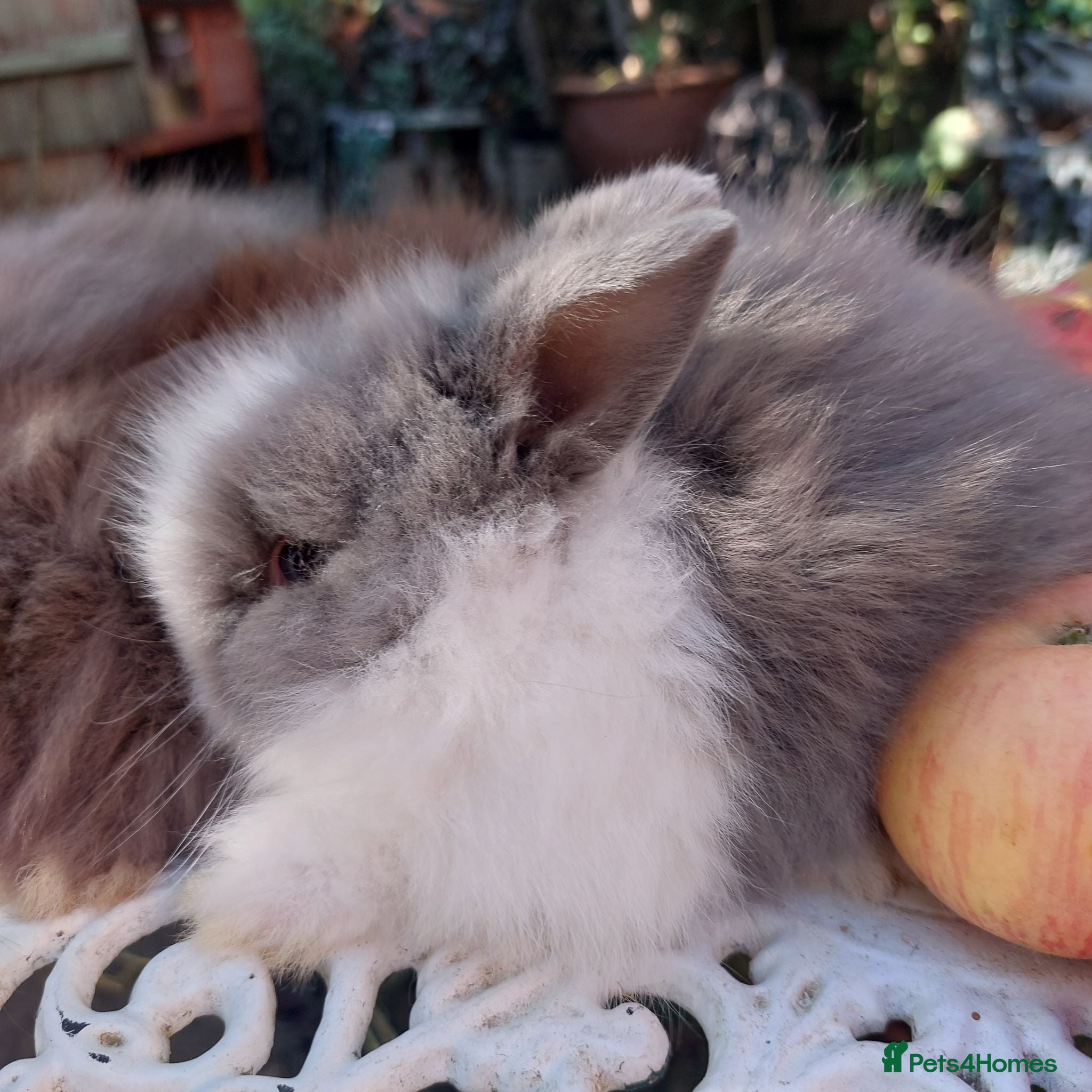 Lionhead rabbits PUREBRED DOUBLE/TEDDY LION HEAD BABIES  - Advert 1