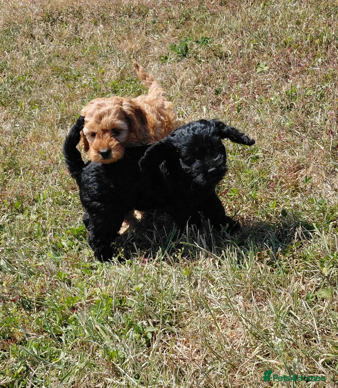 Cavapoo dogs for sale: Fluffy Cockalier-a-Poo Puppies – Ready Soon! - Advert 1