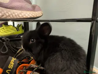 Mini Lop rabbits Pair of Baby minilop for sales *no time wasters! - Advert 2