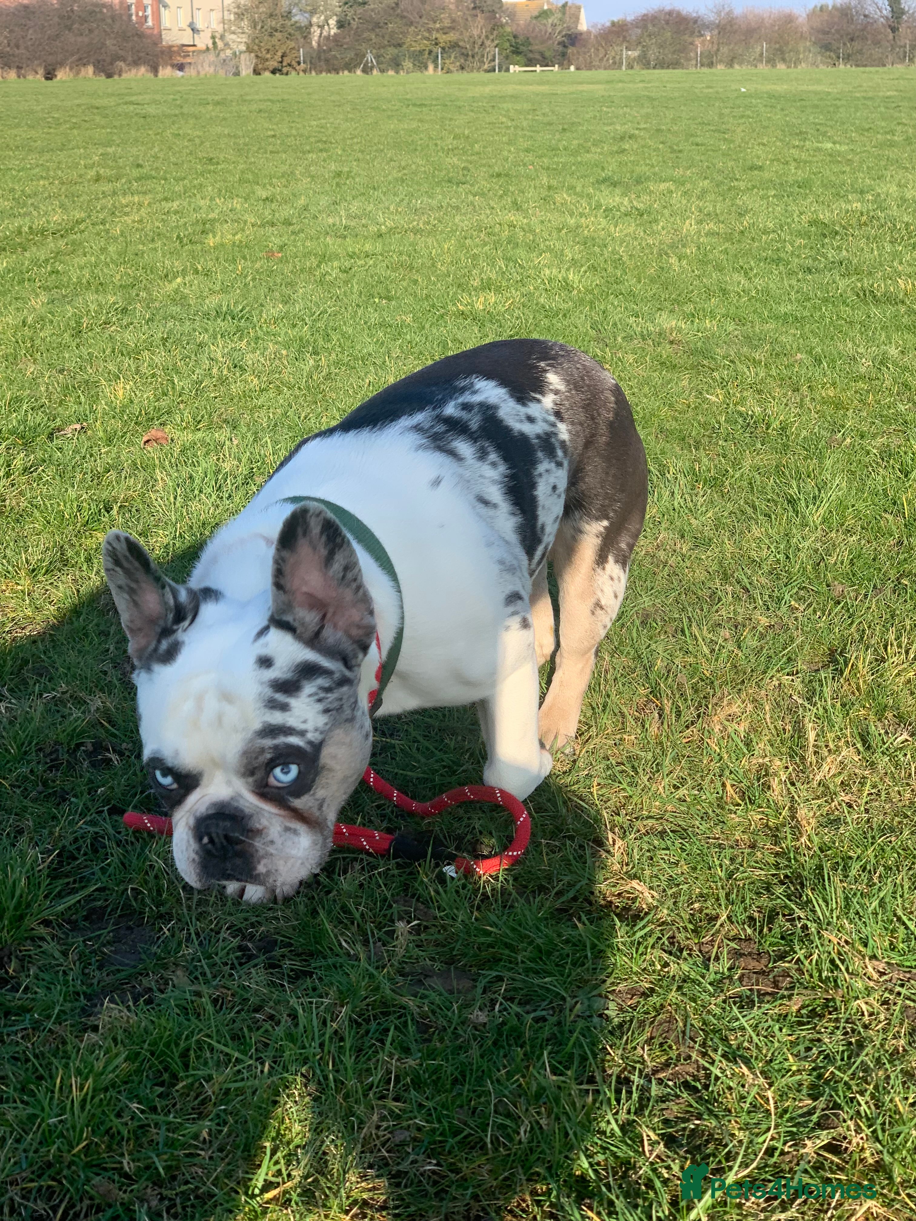 French Bulldog dogs koitastic - Advert 1