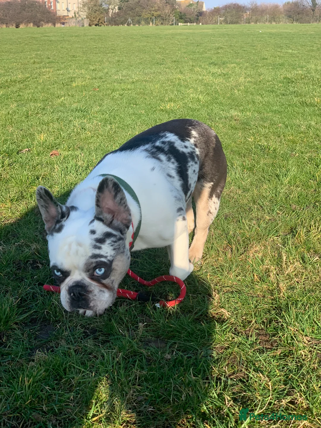 French Bulldog dogs for stud: koitastic - Advert 1