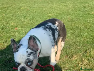 French Bulldog dogs koitastic - Advert 1