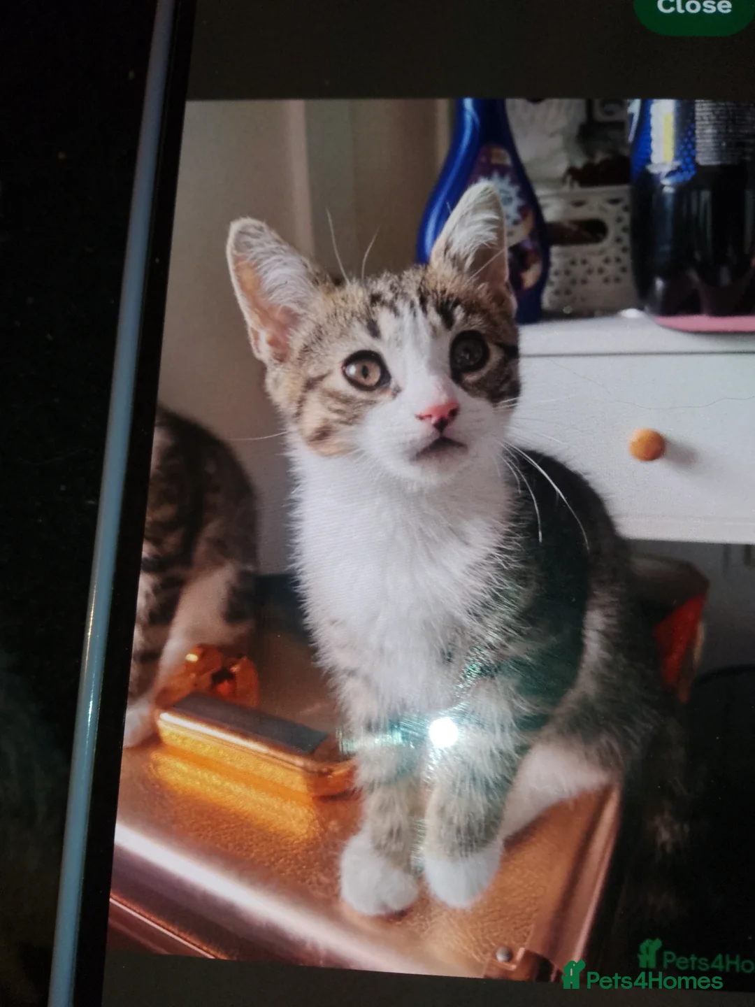 Mixed Breed cats for sale: Male tabby kitten very friendly - Advert 1