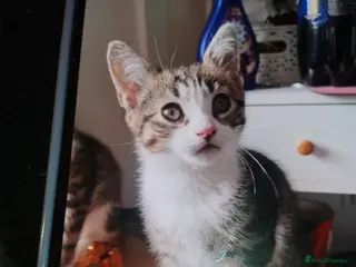 Mixed Breed cats Male tabby kitten very friendly - Advert 3