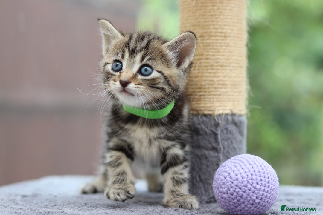 Mixed Breed cats for sale: Adorable Kittens Ready SOON - Image 11
