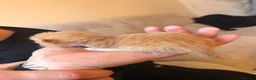 British Longhair cats for sale: Beautiful long haired kittens for sale - Advert 6