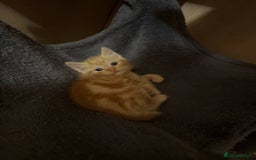 Domestic Shorthair cats for sale: Ginger kittens - Image 5