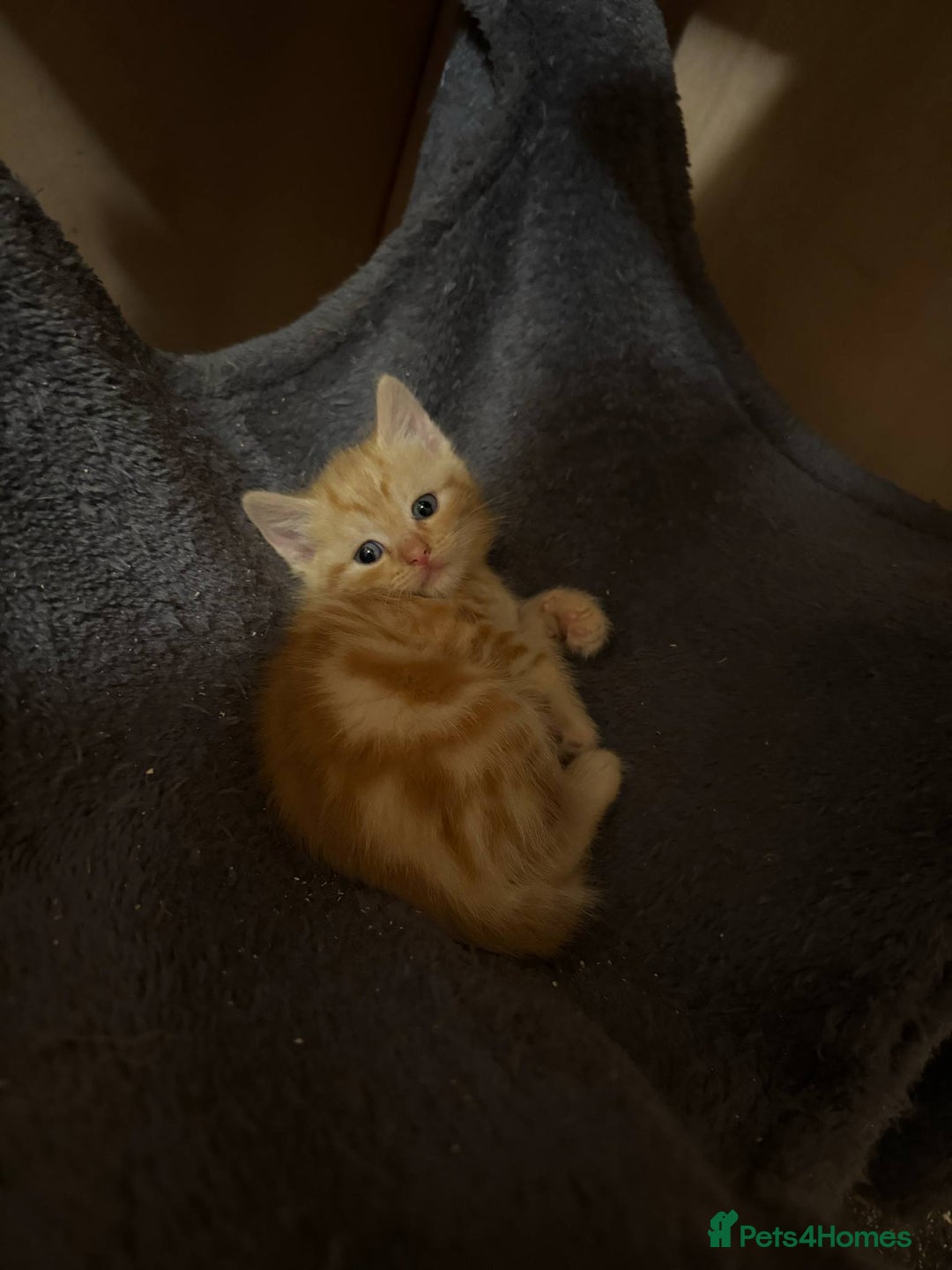 Domestic Shorthair cats for sale: Ginger kittens - Image 5