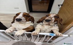 Basset Hound dogs for sale: Basset Hounds - Image 2