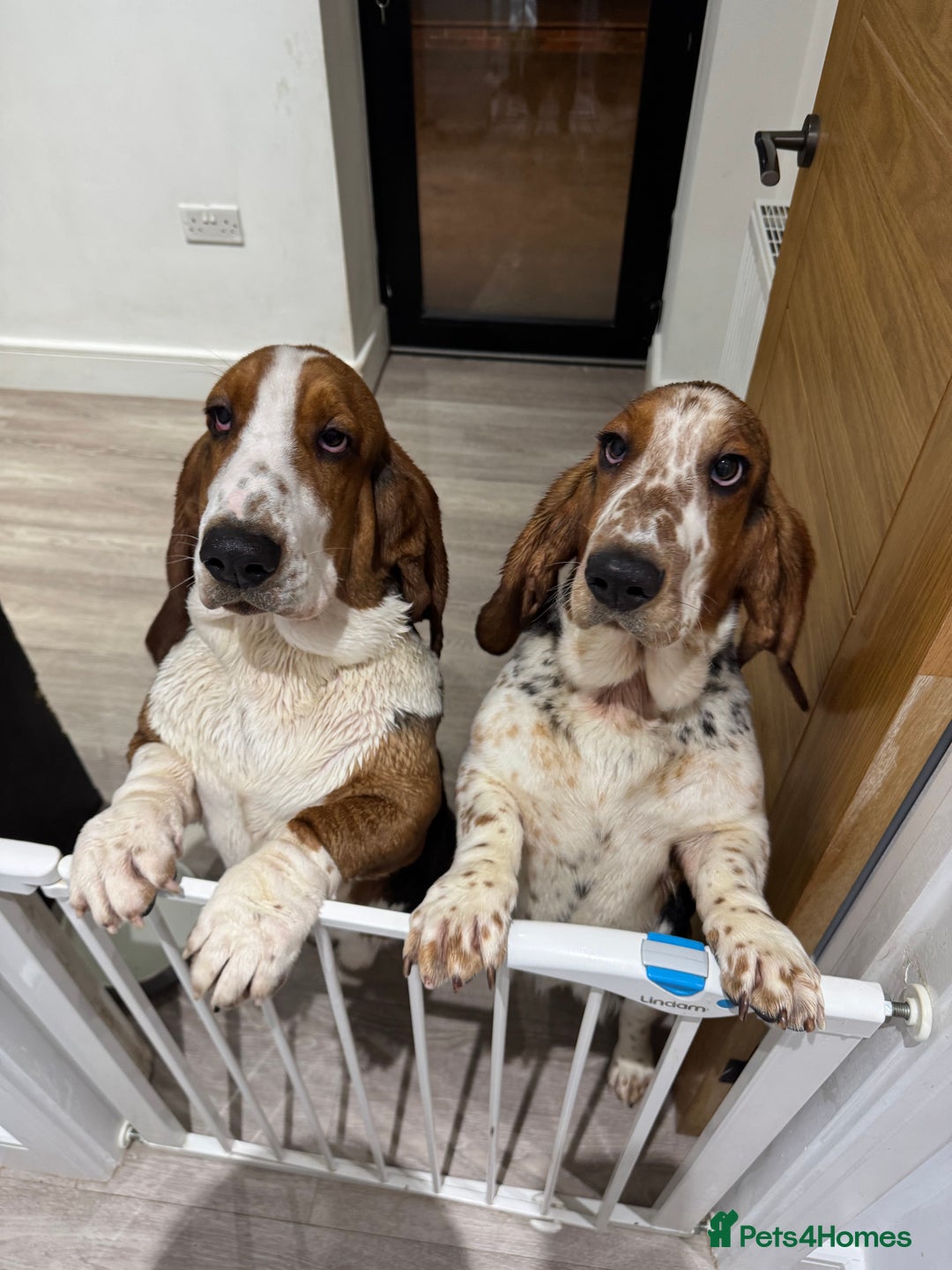 Basset Hound dogs for sale: Basset Hounds - Image 2