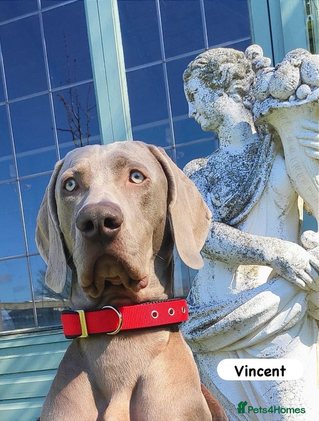 Weimaraner dogs for sale: Exceptional litter of Weimaraner puppies  - Image 40