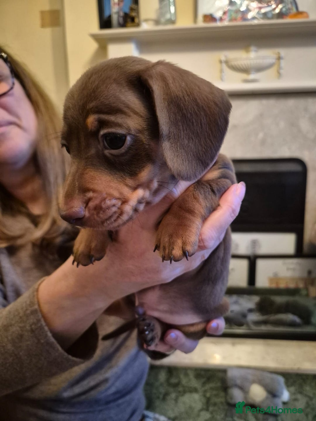 Miniature Dachshund dogs for sale: Isabella Dapple & chocolate & tan-dachshunds,  - Advert 33