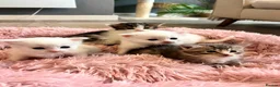 Siberian cats for sale: Four Fluffy kittens - Advert 15