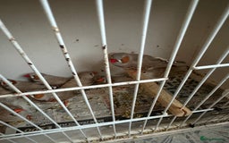Finches birds for sale: Zebra finches mixed sexes  - Image 3