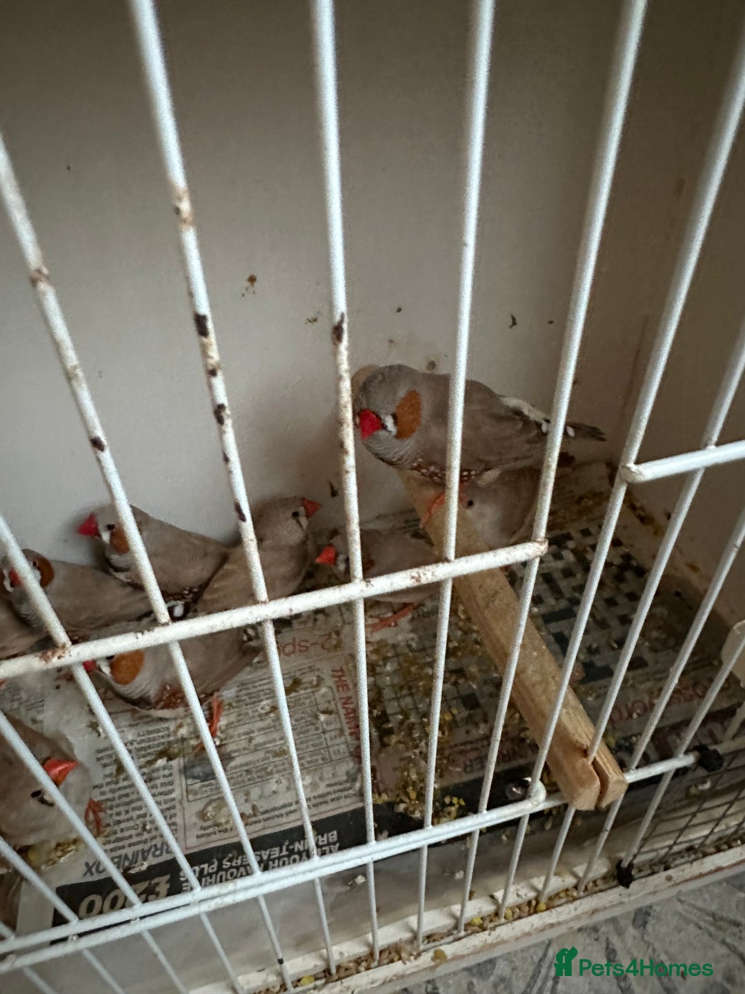 Finches birds for sale: Zebra finches mixed sexes  - Image 3