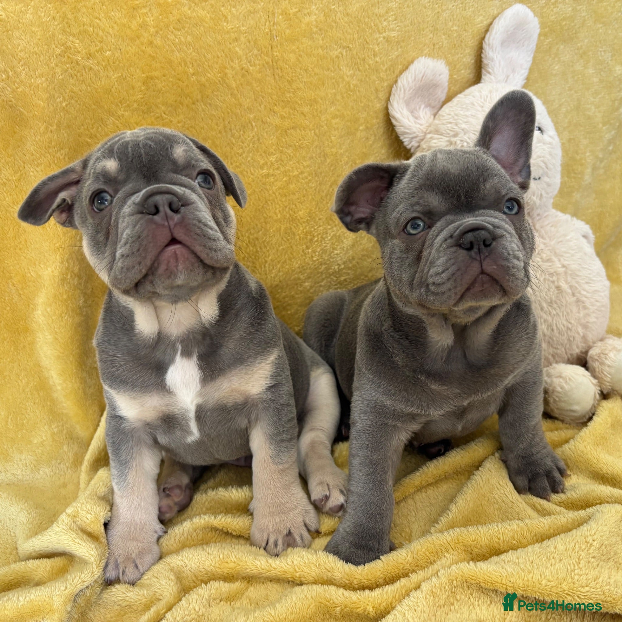 French Bulldog dogs FRENCH BULLDOG PUPPIES (KC REGISTERED) - Advert 13