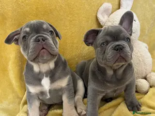 French Bulldog dogs FRENCH BULLDOG PUPPIES (KC REGISTERED) - Advert 18