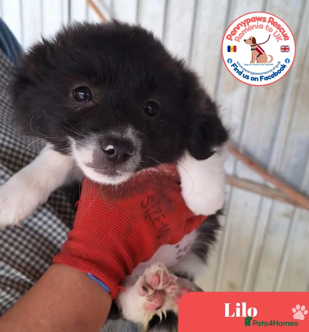 Mixed Breed dogs for adoption: Lovely Lilo - Advert 1