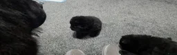 Chow Chow dogs for sale: Only 3 avalable (5 generation Chow chow) puppys - Advert 29