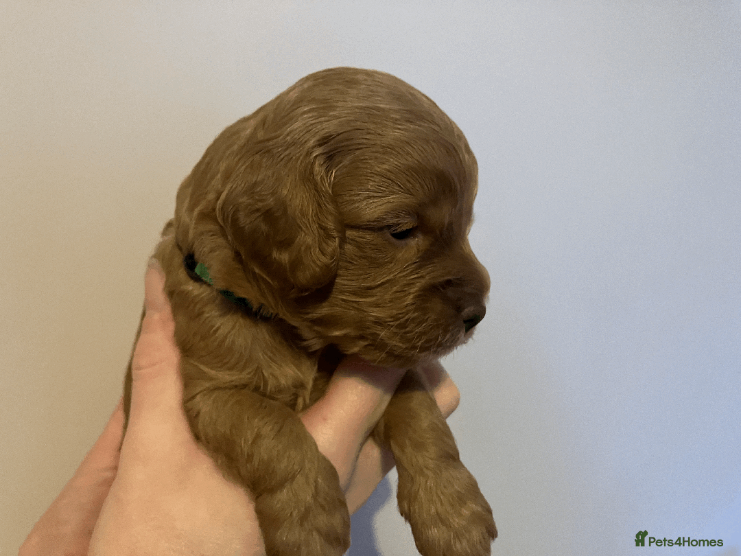 Cavapoo dogs for sale: Outstanding F1B Cavapoos - Health Tested Parents  - Advert 17