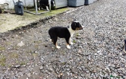 Border Collie dogs for sale: Border Collie Pups  - Image 8
