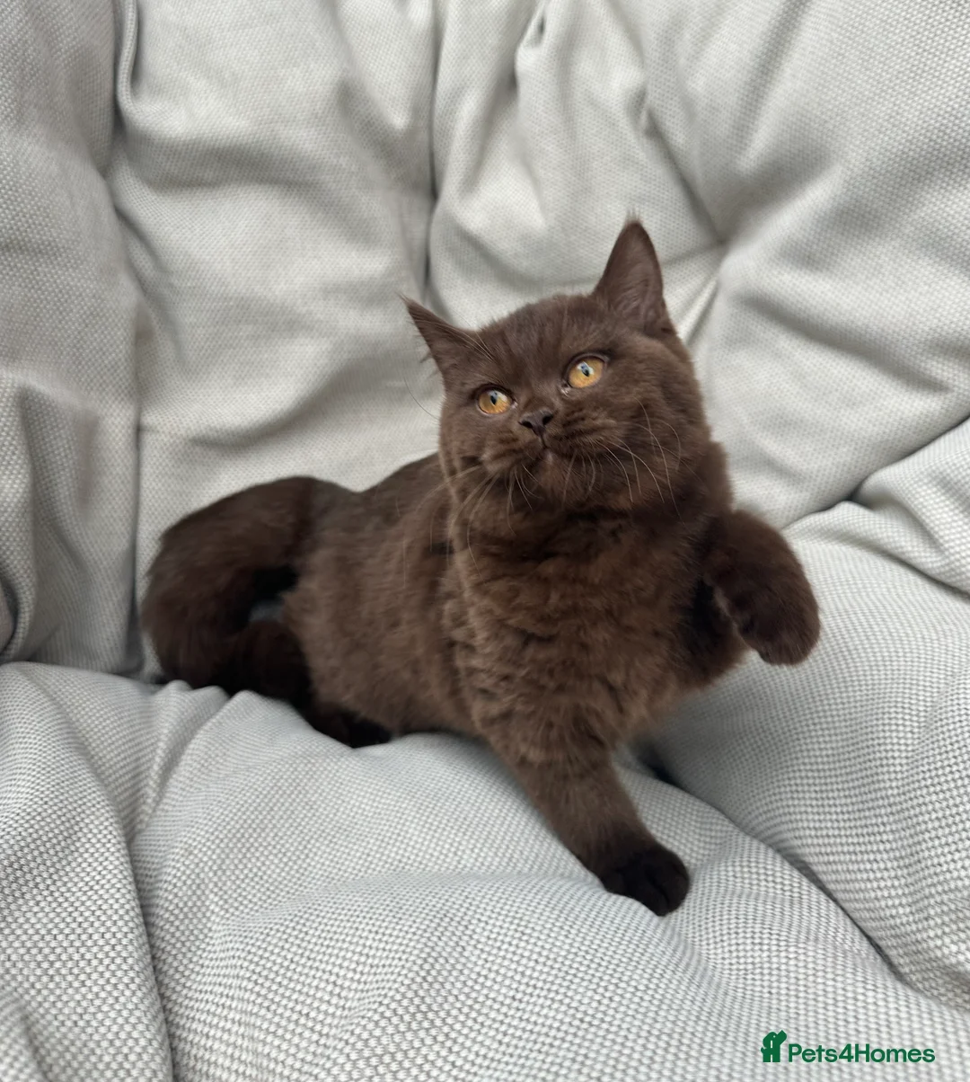 British Shorthair cats for sale: British Shorthair Chunky Chocolate Kittens🐻 - Advert 34