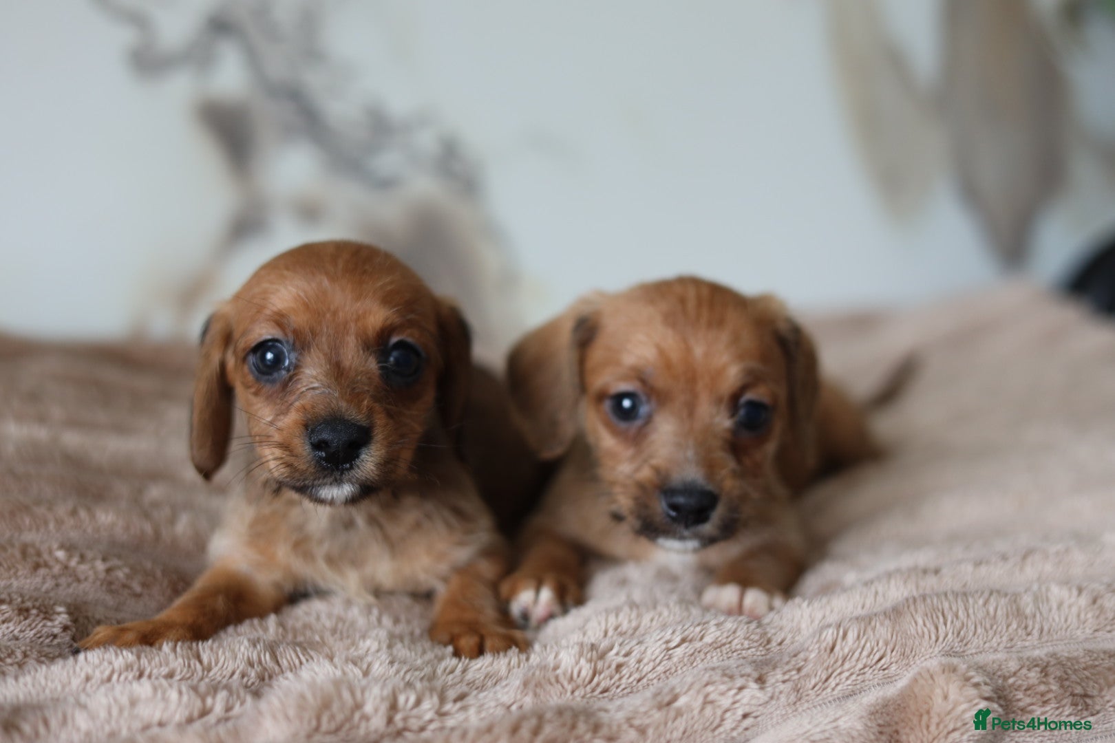Mixed Breed dogs Cavapoo x Dachshund puppies  - Advert 2