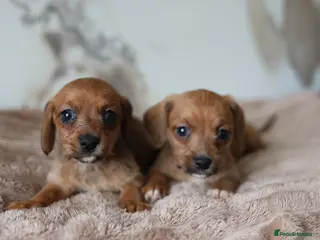 Mixed Breed dogs Cavapoo x Dachshund puppies - Advert 2