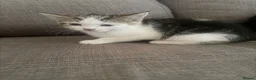 European cats for sale: Kittens for sale  - Advert 2