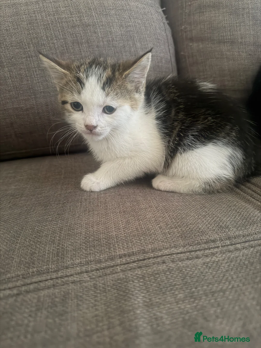European cats for sale: Kittens for sale  - Advert 2