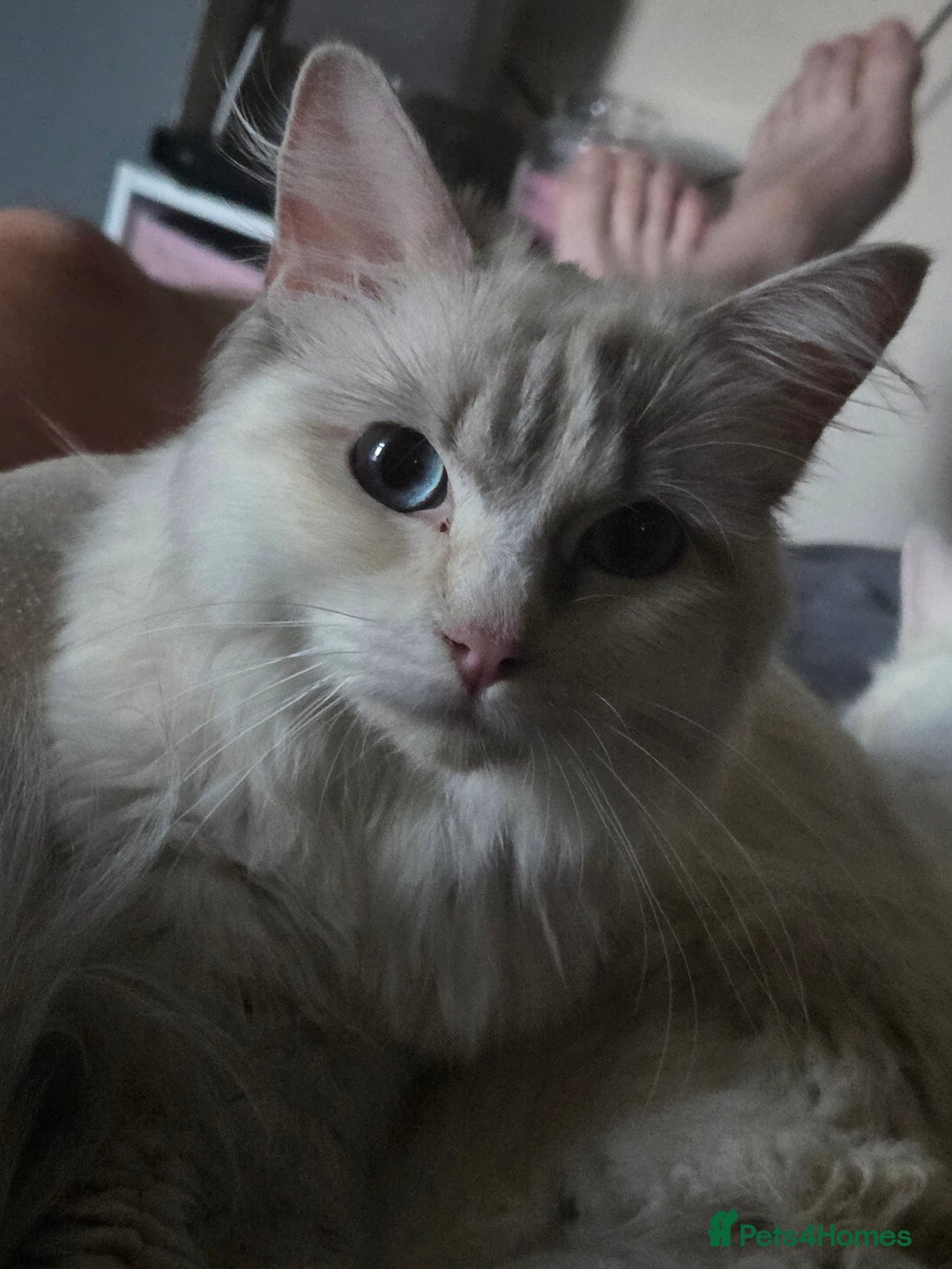 Ragdoll cats for sale: Beautiful Blue Eye, White Female Ragdoll - Image 1