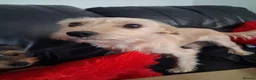 Mixed Breed dogs for sale: Yorkshire terrier x jack russell - Advert 3