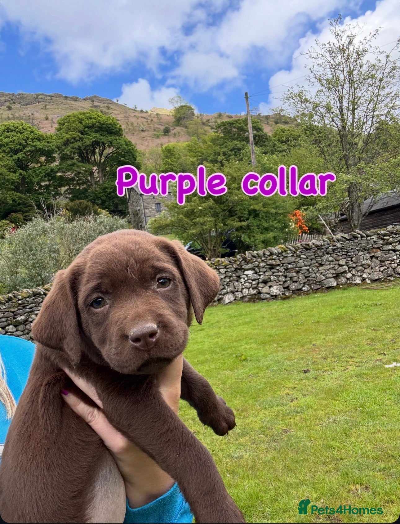 Labrador Retriever dogs Chocolate Labradors  - Advert 2