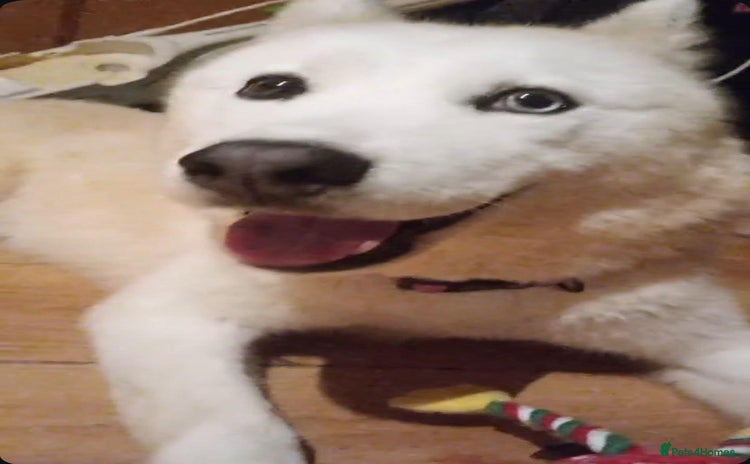 Siberian Husky dogs in Blackpool - Advert 3