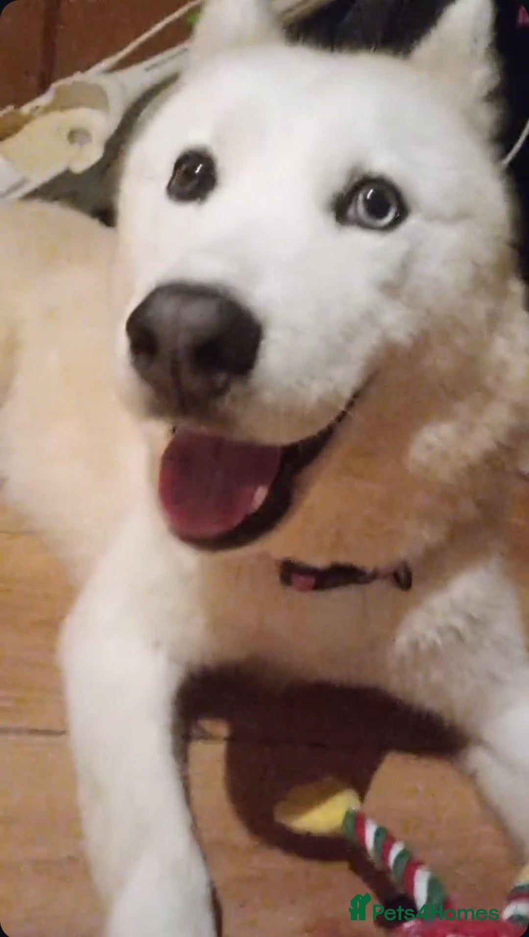Siberian Husky dogs for sale: White and Golden Siberian Husky in Blackpool - Image 1