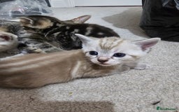 Mixed Breed cats for sale: Five Stunning Bengal X Kittens For Sale  - Image 19