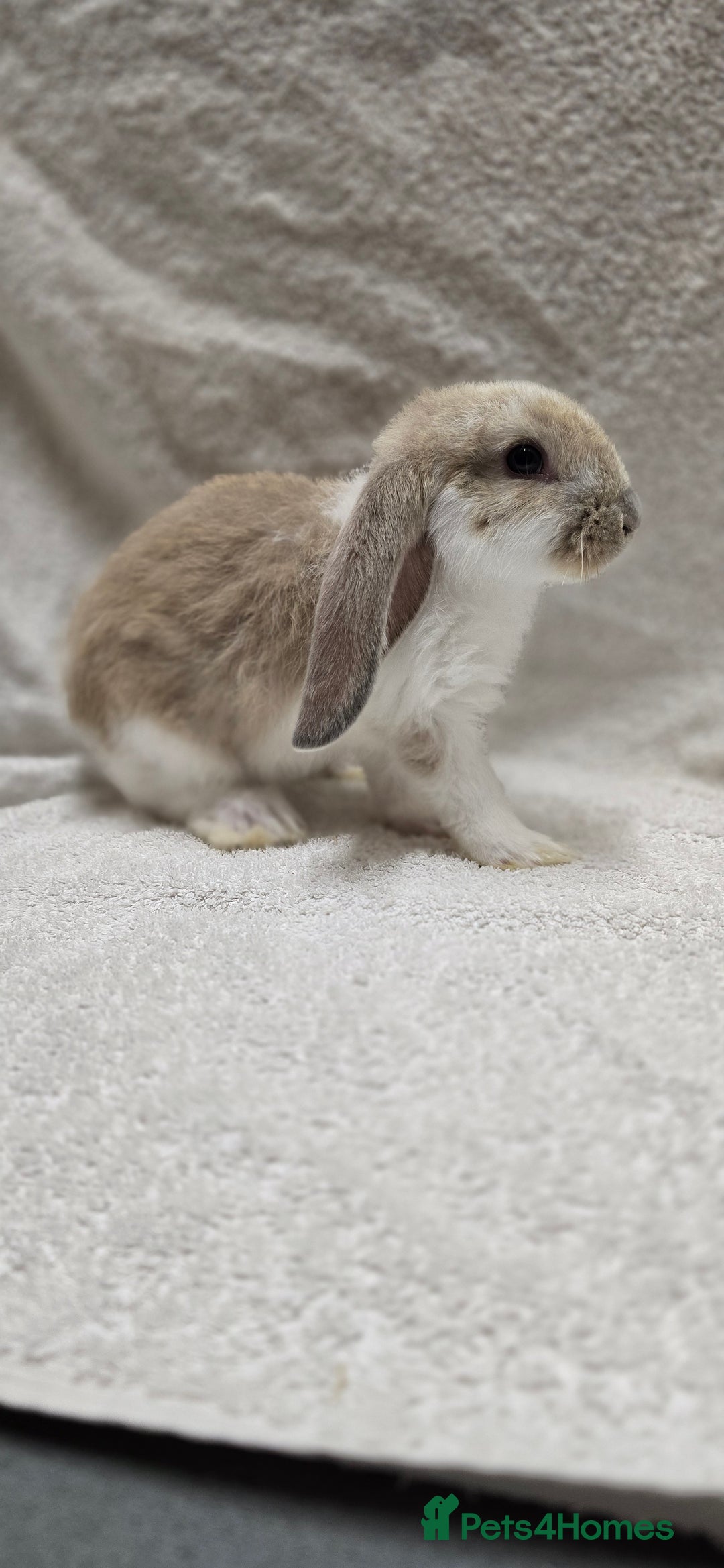 French Lop rabbits for sale: Beautiful French Lop Bunnies - Image 24