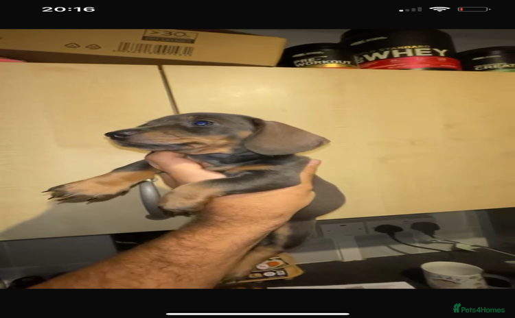 Miniature Dachshund dogs LAST PUPPY- READY TO LEAVE NOW✅ Minature dachshund - Advert 7