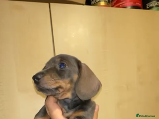 Miniature Dachshund dogs LAST PUPPY- READY TO LEAVE NOW✅ Minature dachshund - Advert 7