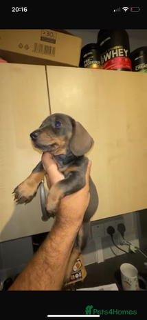 Miniature Dachshund dogs LAST PUPPY- READY TO LEAVE NOW✅ Minature dachshund - Advert 4