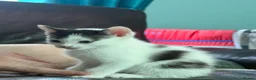 Mixed Breed cats for sale: 5 Adorable Kittens Looking for Their Forever Homes - Advert 11
