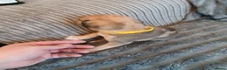 Mixed Breed dogs for sale: Lurcher pups - Advert 7
