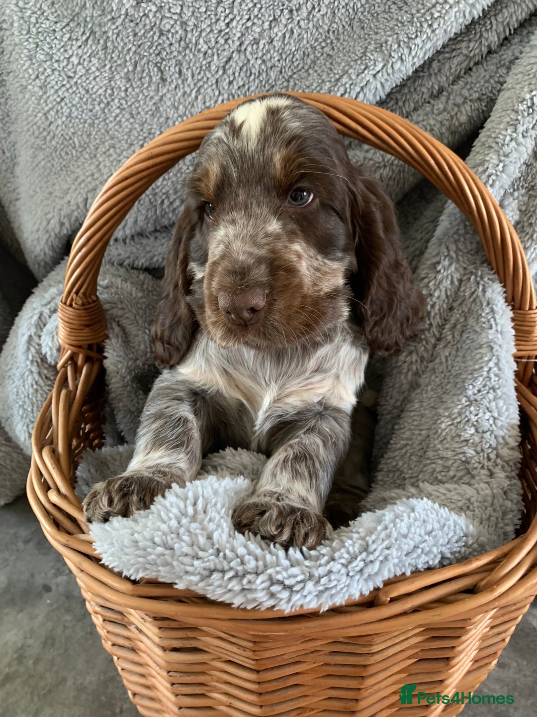 Cocker Spaniel dogs for stud: Extensively Health Tested Stud  in Wisbech - Advert 15