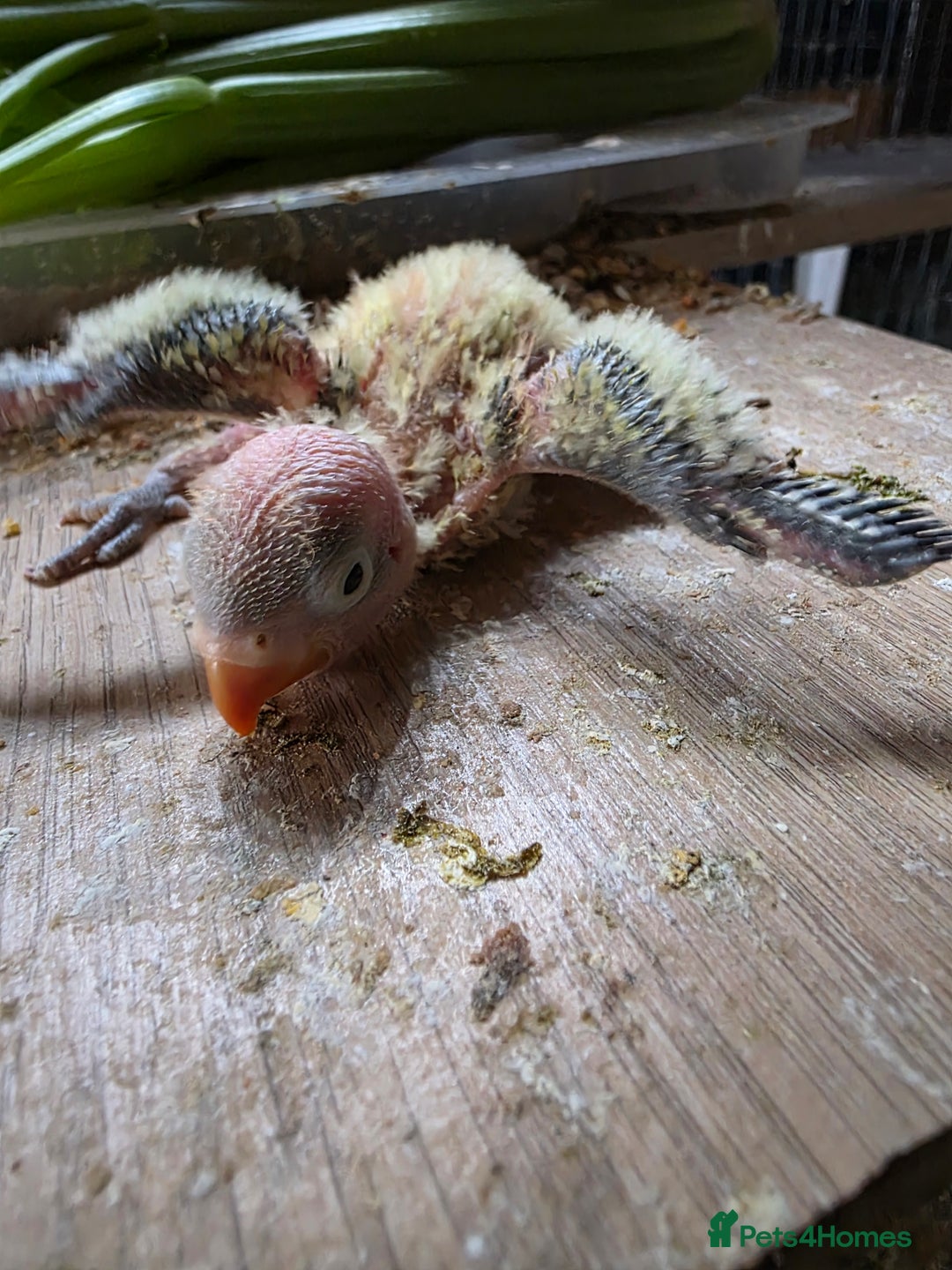 Lovebirds birds for sale: Tame size baby love bird - Image 2