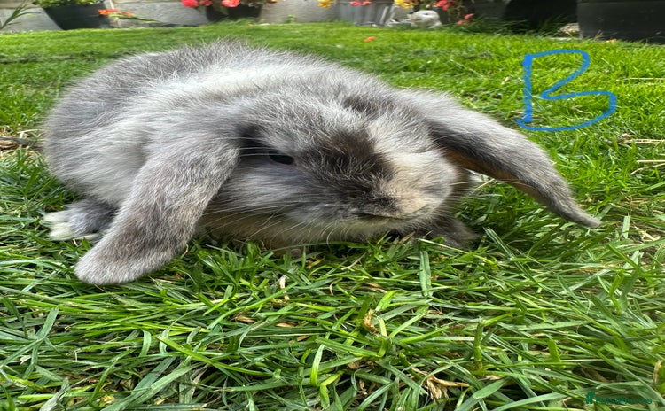 Mini Lop rabbits - Advert 1