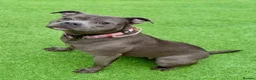Staffordshire Bull Terrier dogs for sale: Beautiful Blue Staffordshire Bull Terrier Pup - Advert 11