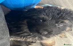 German Shepherd dogs for sale: Amazing fluffy German shepherd puppies  - Image 2