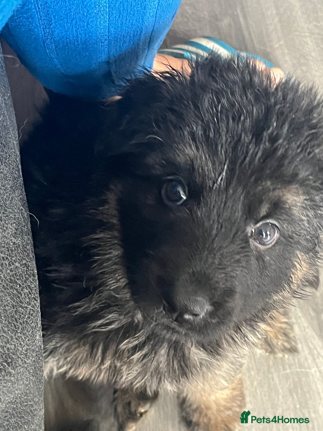 German Shepherd dogs for sale: Amazing fluffy German shepherd puppies  - Image 2