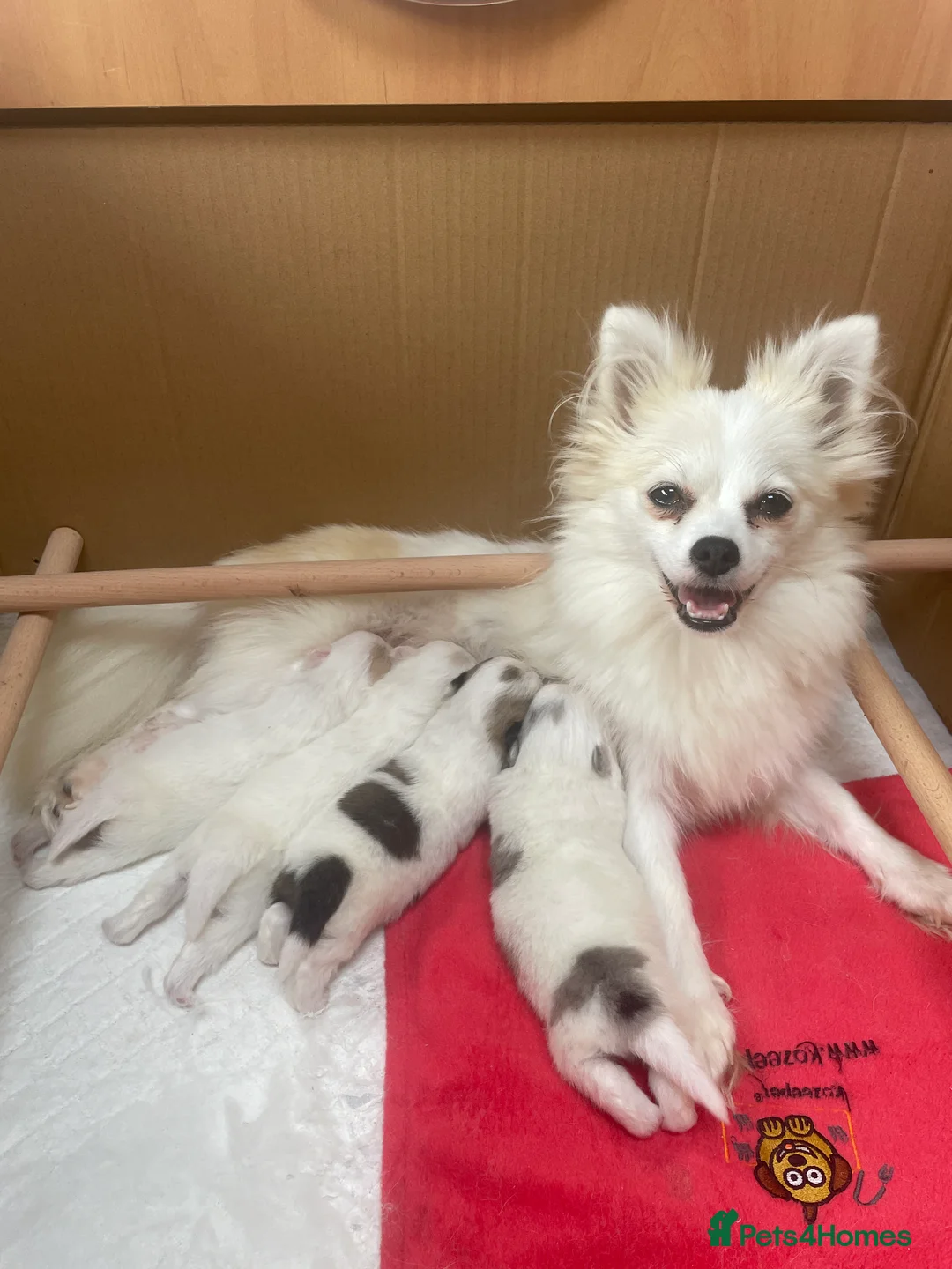 Pomeranian dogs for sale: Stunning Pomeranians in Chelmsford - Advert 2